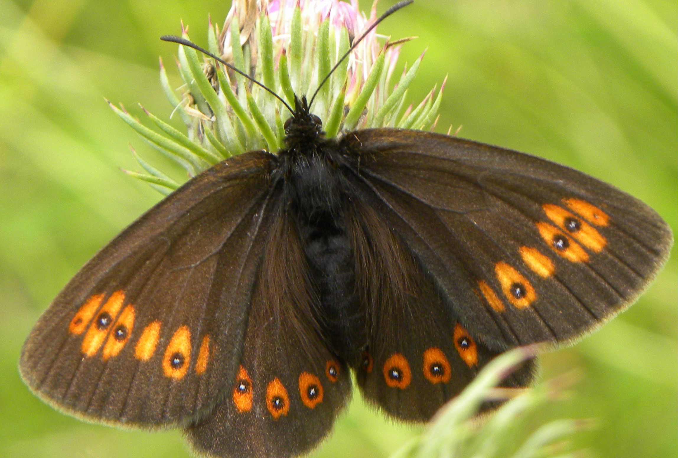 Erebia albergana